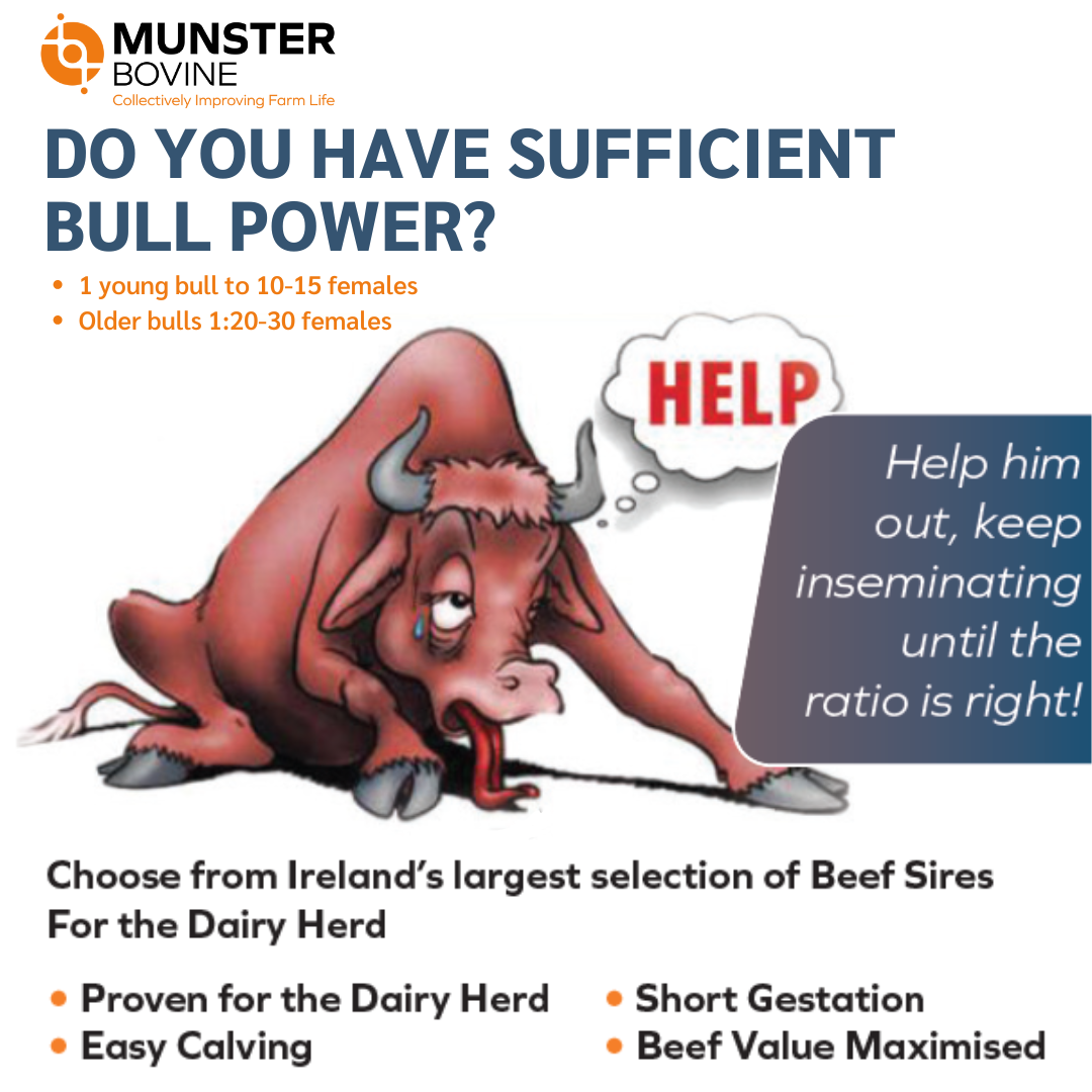 DO YOU HAVE SUFFICIENT BULL POWER