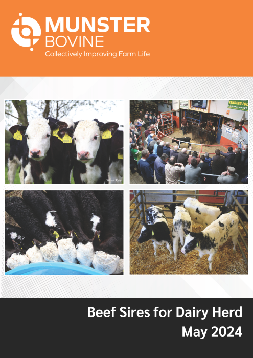 Beef For The Dairy Herd May 2024 Cover